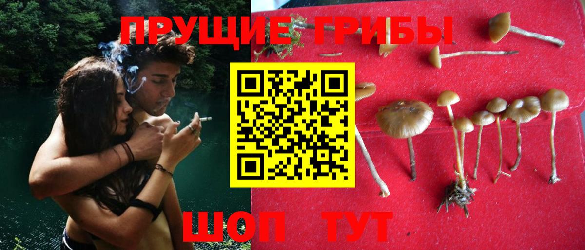 Псилоцибиновые грибы GOLDEN TEACHER Магадан